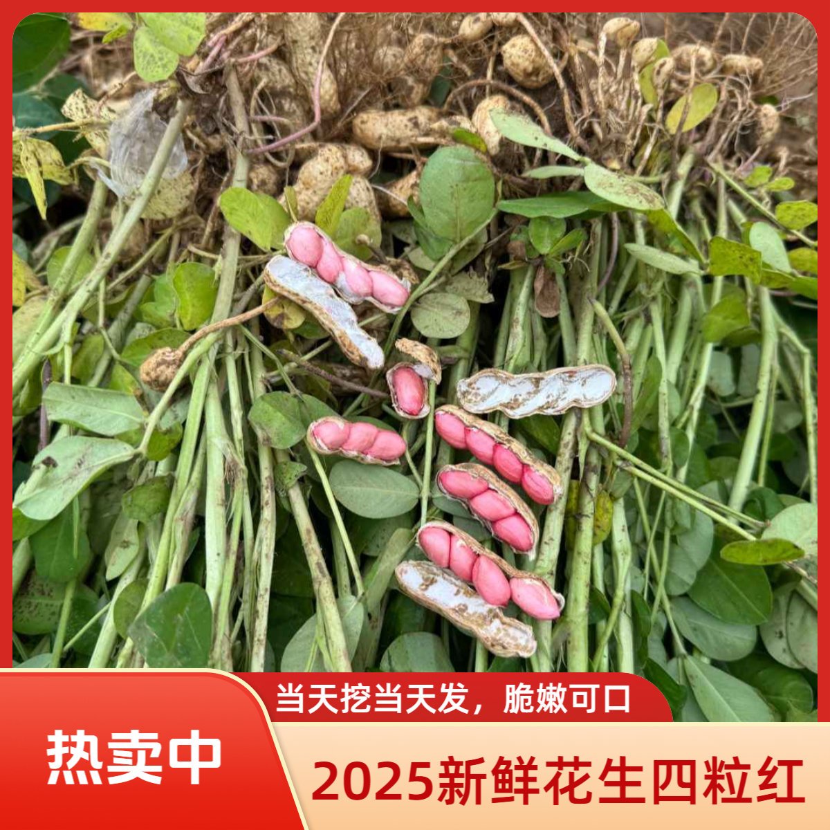 【2025年新鲜四粒红花生】当天挖当天发，生吃脆嫩甜，炒熟酥脆香！顺丰/京东双物流花生同城送