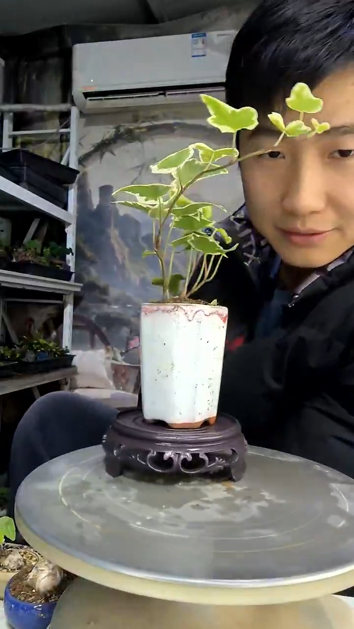 天**城中青园艺一物一拍花12