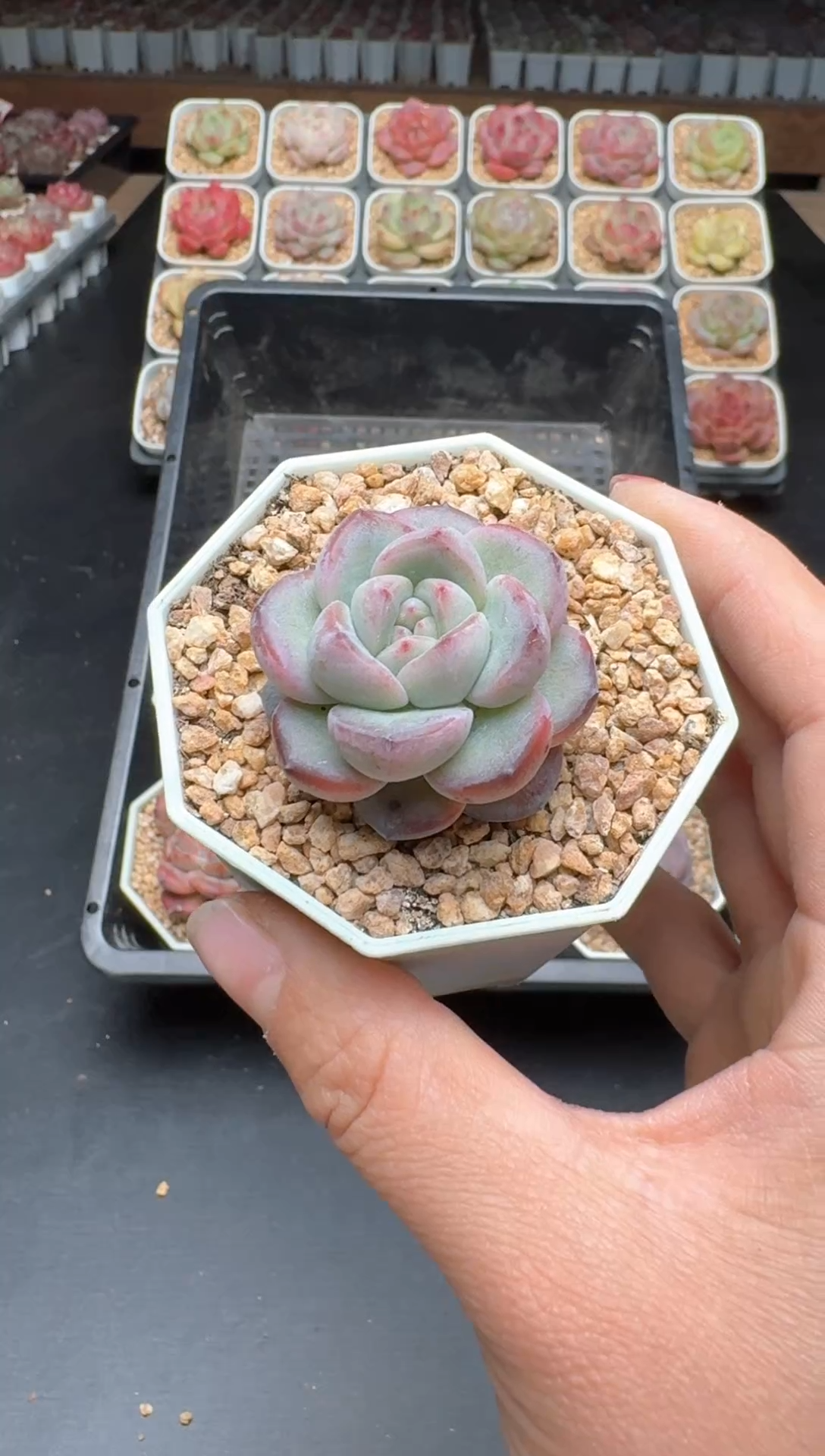 【闪购商品】536B物拍多肉带盆土6.5杯拍3颗包柚