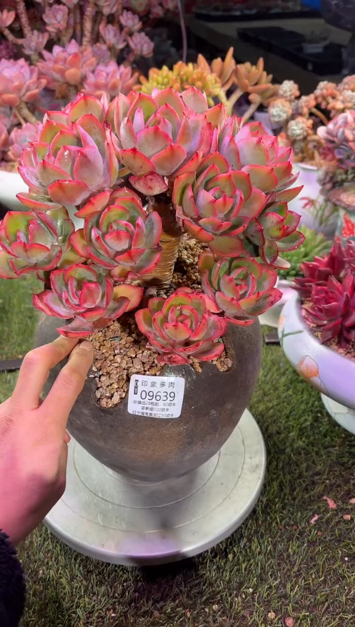 【闪购商品】09639