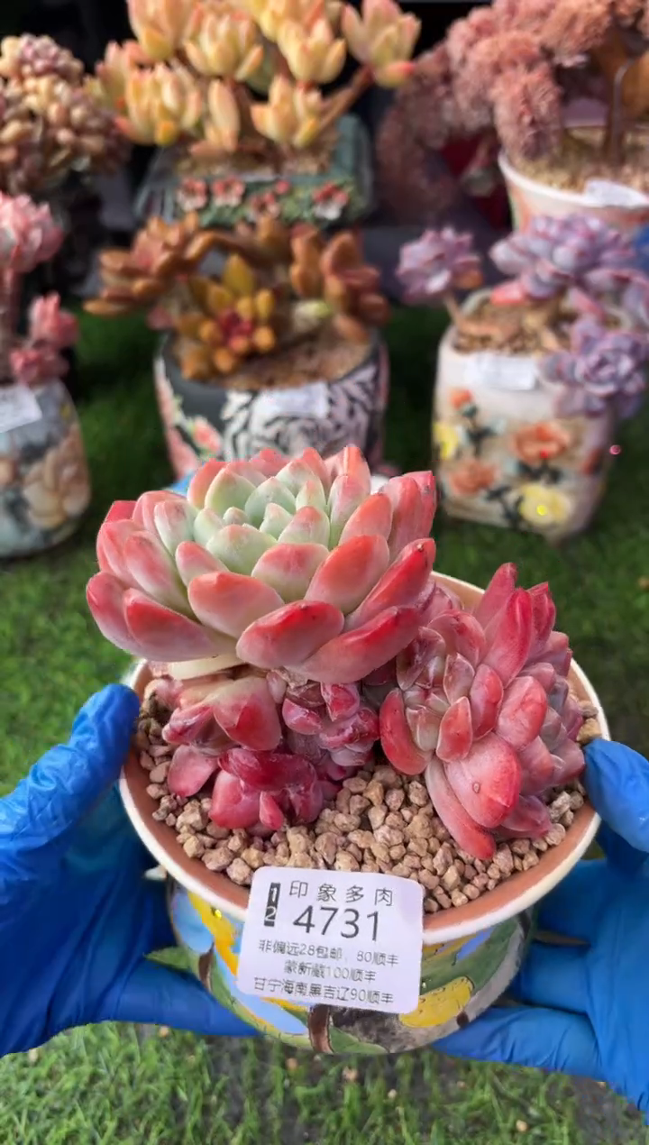 昆明印象多肉4731