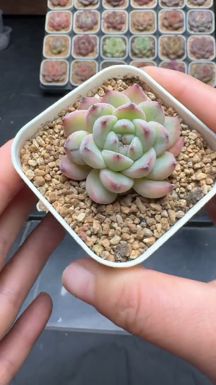 【闪购商品】127号珍妮多肉一物一拍3单包邮