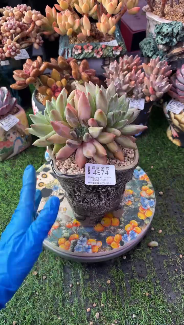 昆明印象多肉4574
