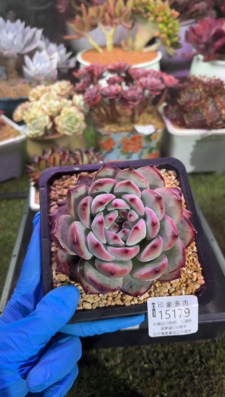 【闪购商品】15179