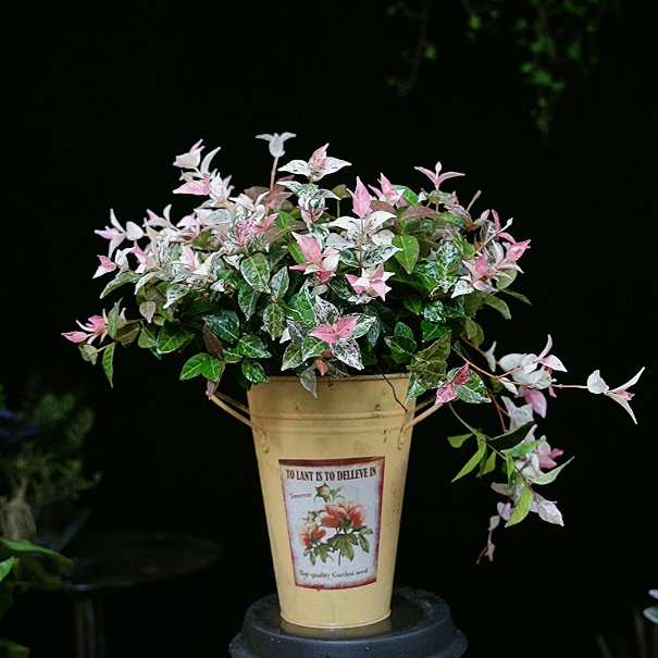 花叶络石盆栽 初雪葛‌ 颜值 堪比鲜花 特级大苗 定制铁盆