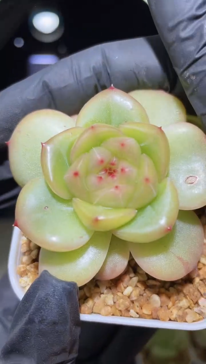 闪购2191   珠颜多肉一颗  5-5.5厘米