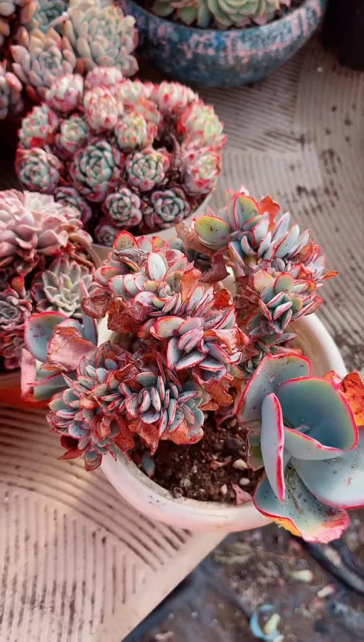 【闪购商品】06200