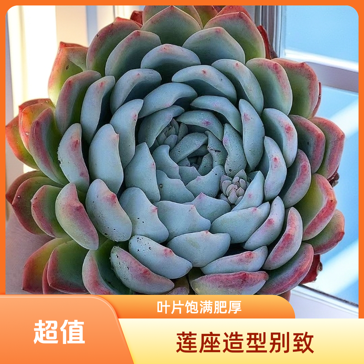 莎莎女王  多肉植物盆栽 满19包邮 好养易活