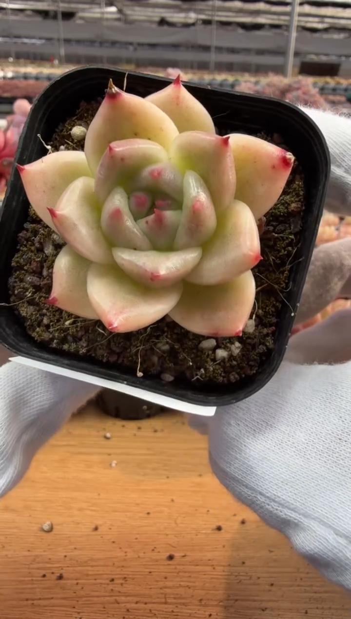 东云多肉园三店-115