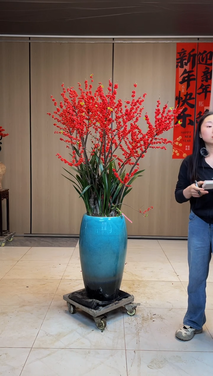 【闪购商品】北美冬青