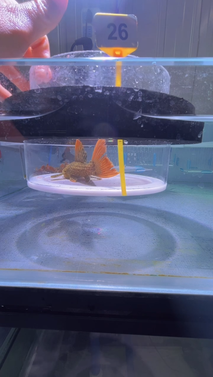 清道夫鱼12+不包入缸损26