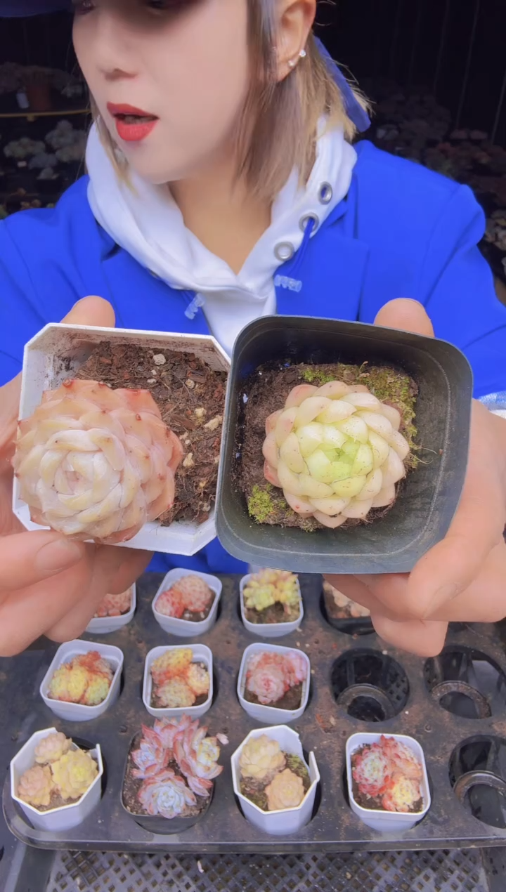 杨***?04两棵小精品一物一拍所见即所得