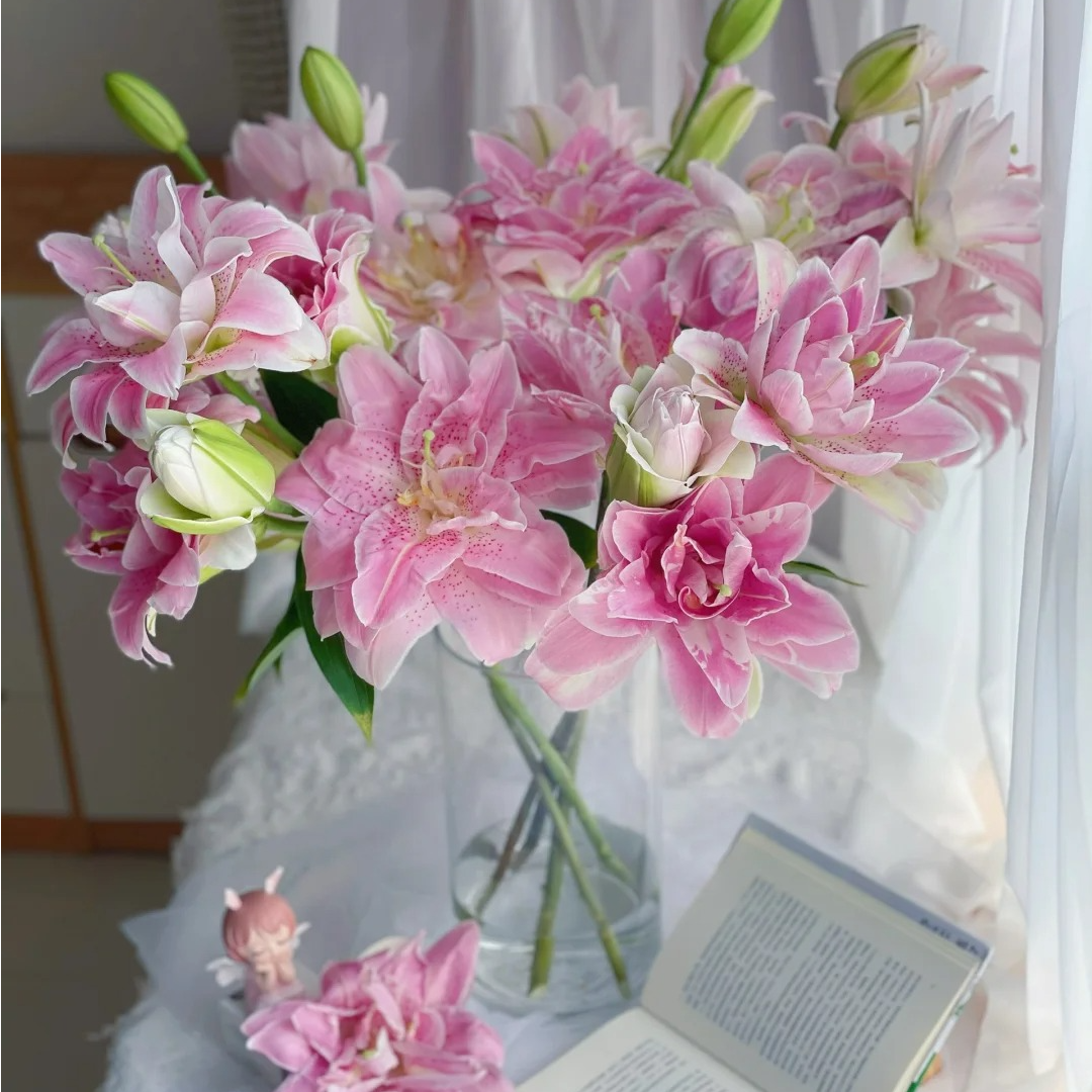 【粉拉菲】香水百合花  云南鲜切花基地直发