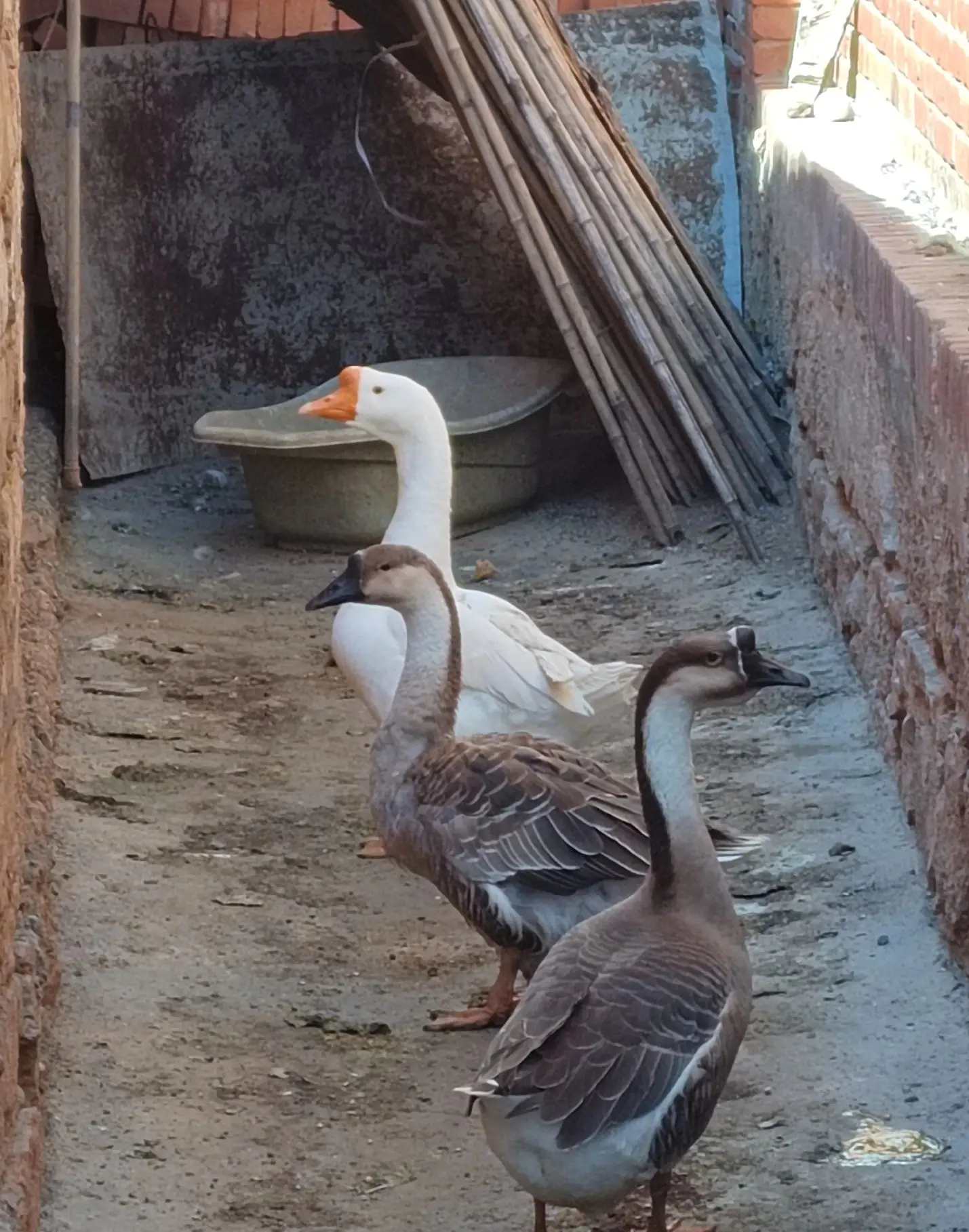 1-3年老水狮头鹅石鹅正宗农村散养五谷杂粮喂养:直播间改价