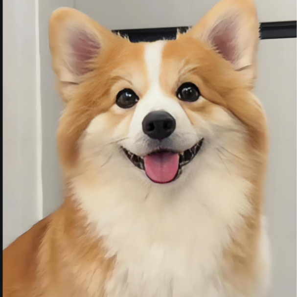 纯种柯基小狗西施犬小型宠物狗狗狗幼犬宠物奶油双色三色柯基