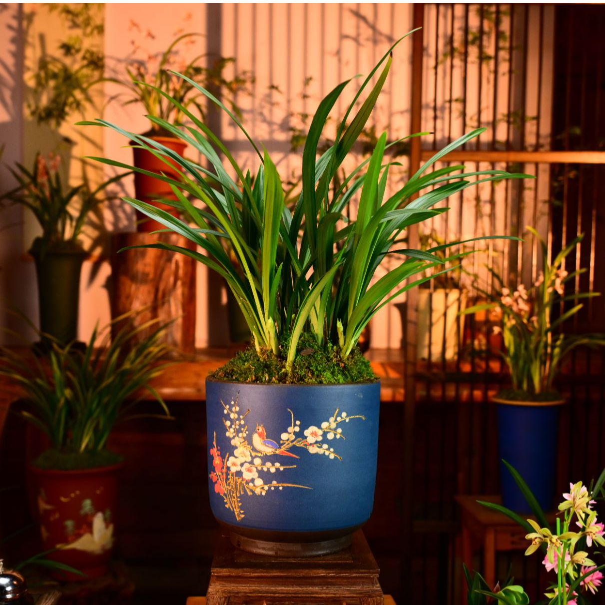 建兰铭品【一品梅】高端紫砂兰花草盆栽好种好易养活盆栽顺丰包邮