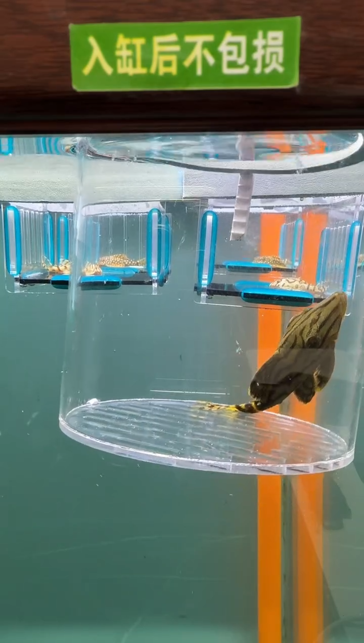 清道夫鱼142号191入缸不包损录制完整开箱视频8.3厘米