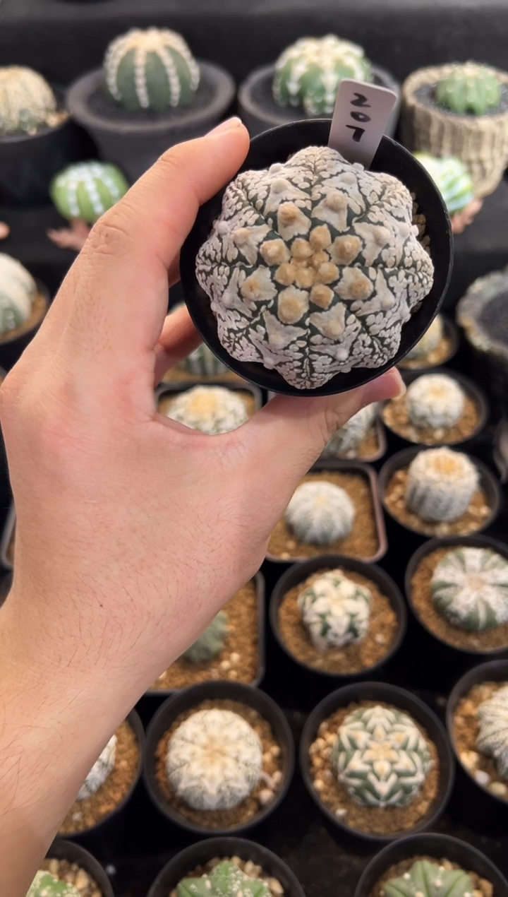 浓白海星盾V实生根星兜编码207