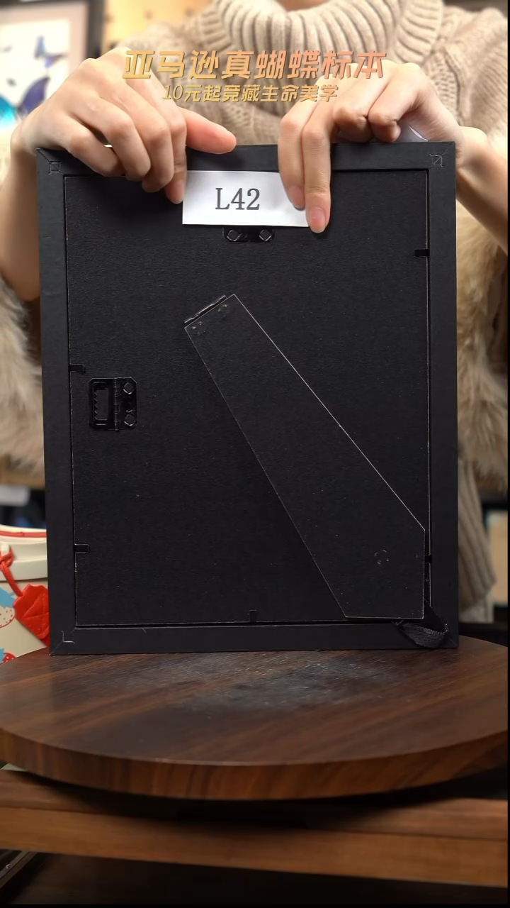 蝴蝶标本摆件l42