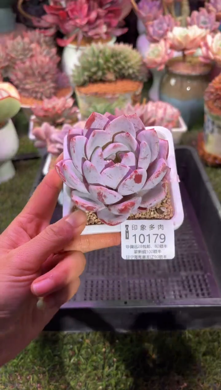 【闪购商品】10179