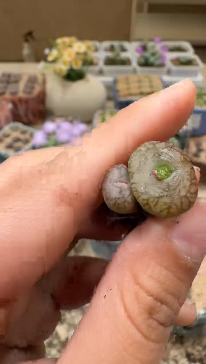 9-135多肉植物肉锥