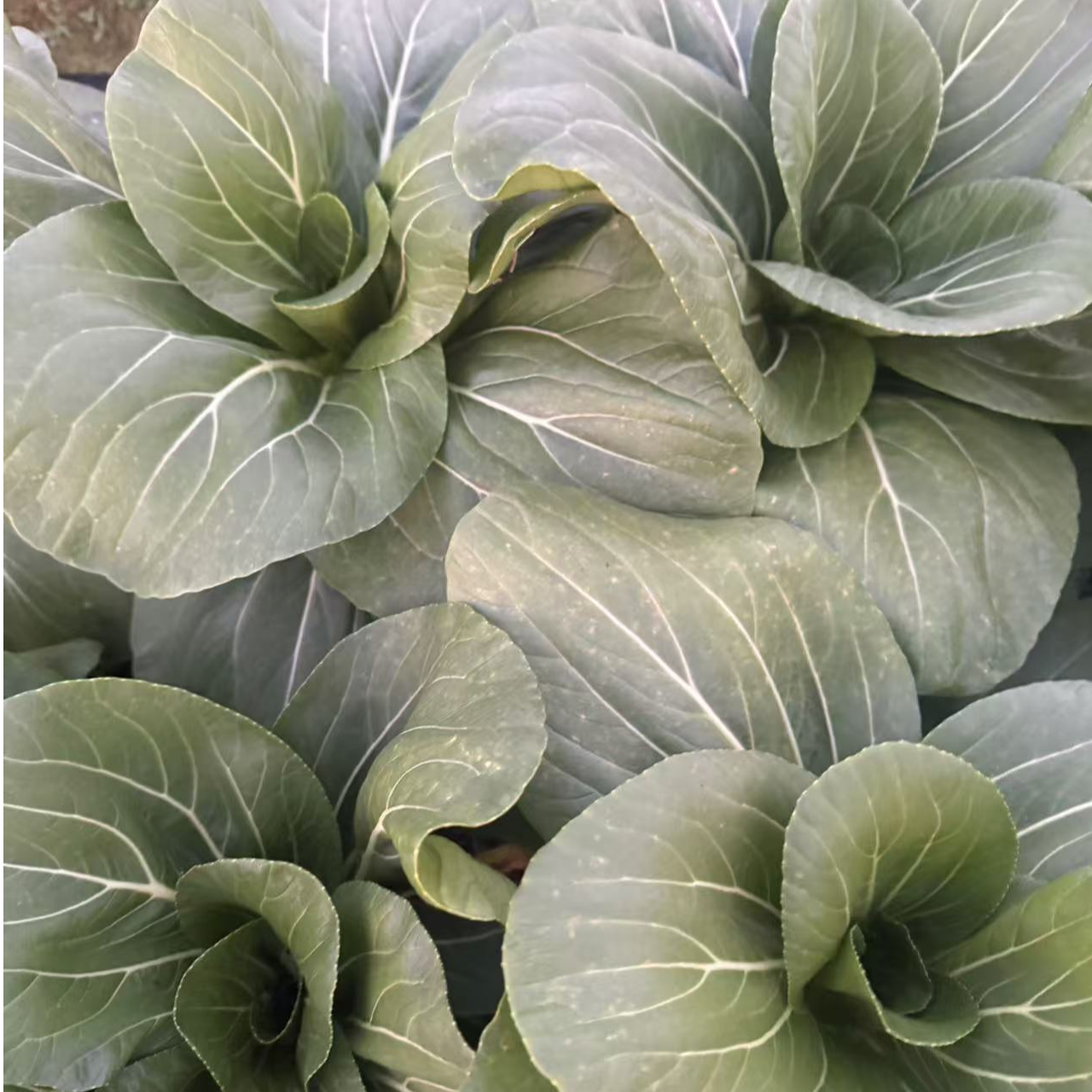 [山城夏姐]江西农家新鲜露天种植大白菜时令蔬菜