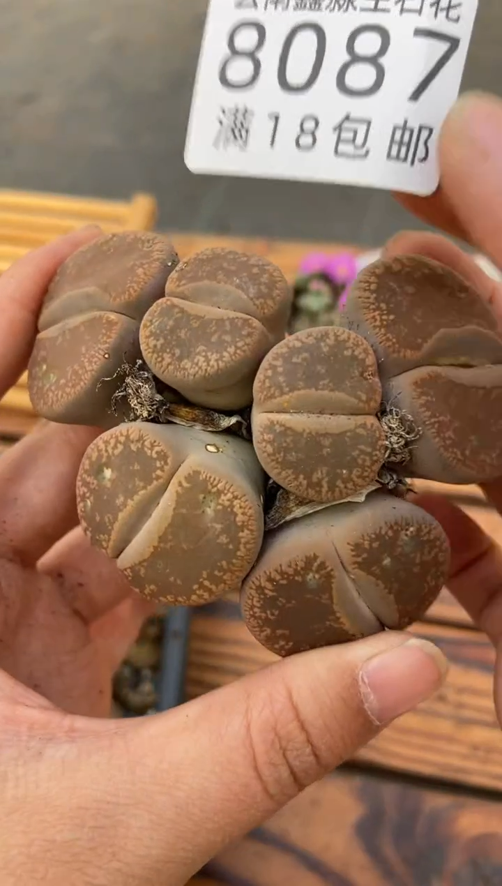 【闪购商品】8087特价日轮玉一颗有瑕疵