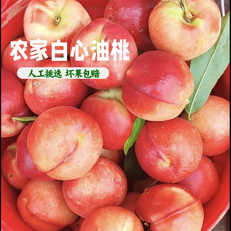 【5斤】新鲜白心油桃水晶油桃子应季现摘纯脆甜枣桃白肉红皮桃子
