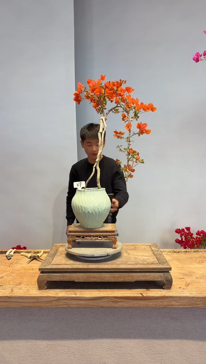以实际为准三角梅7