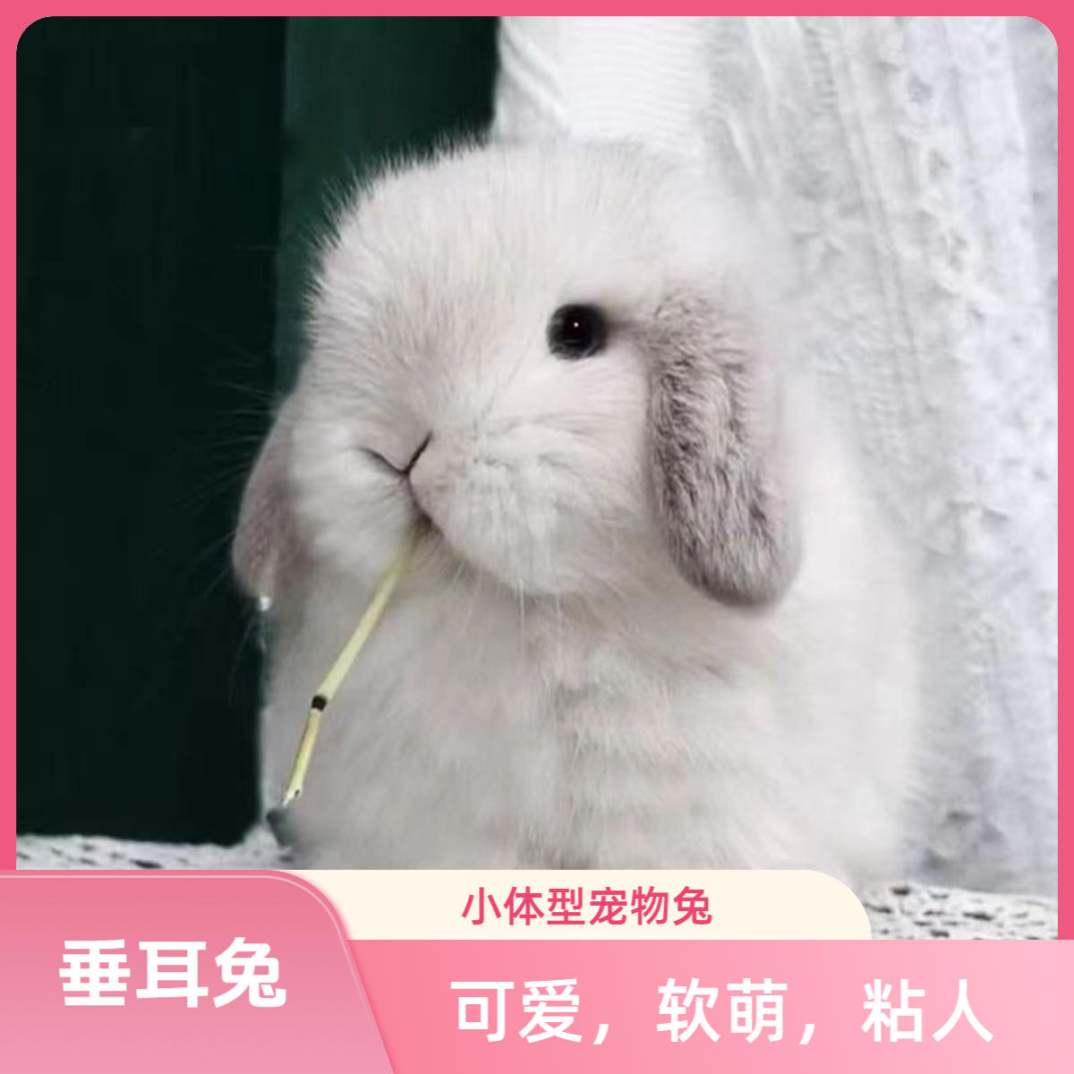 小型长不大宠物兔子活体宿舍迷你垂耳兔侏儒兔