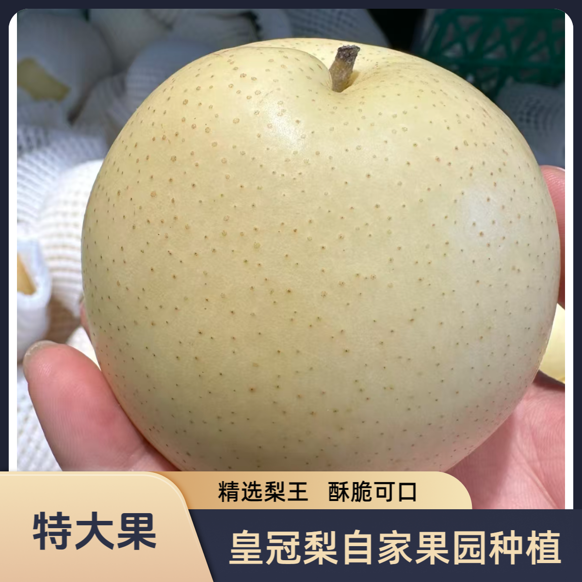 【梨王】河北皇冠梨2025新鲜采摘水果梨子产地直发甘甜可口酥脆多汁