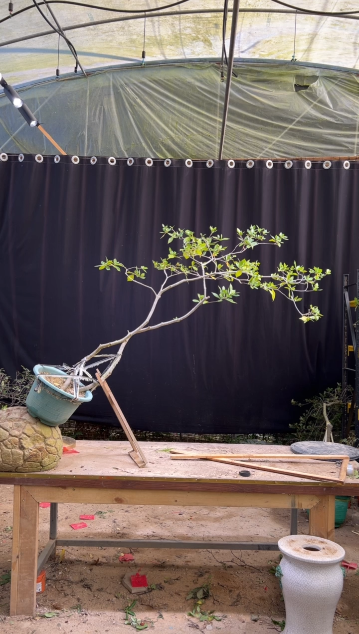 无花朵潮**方海岛栀子花