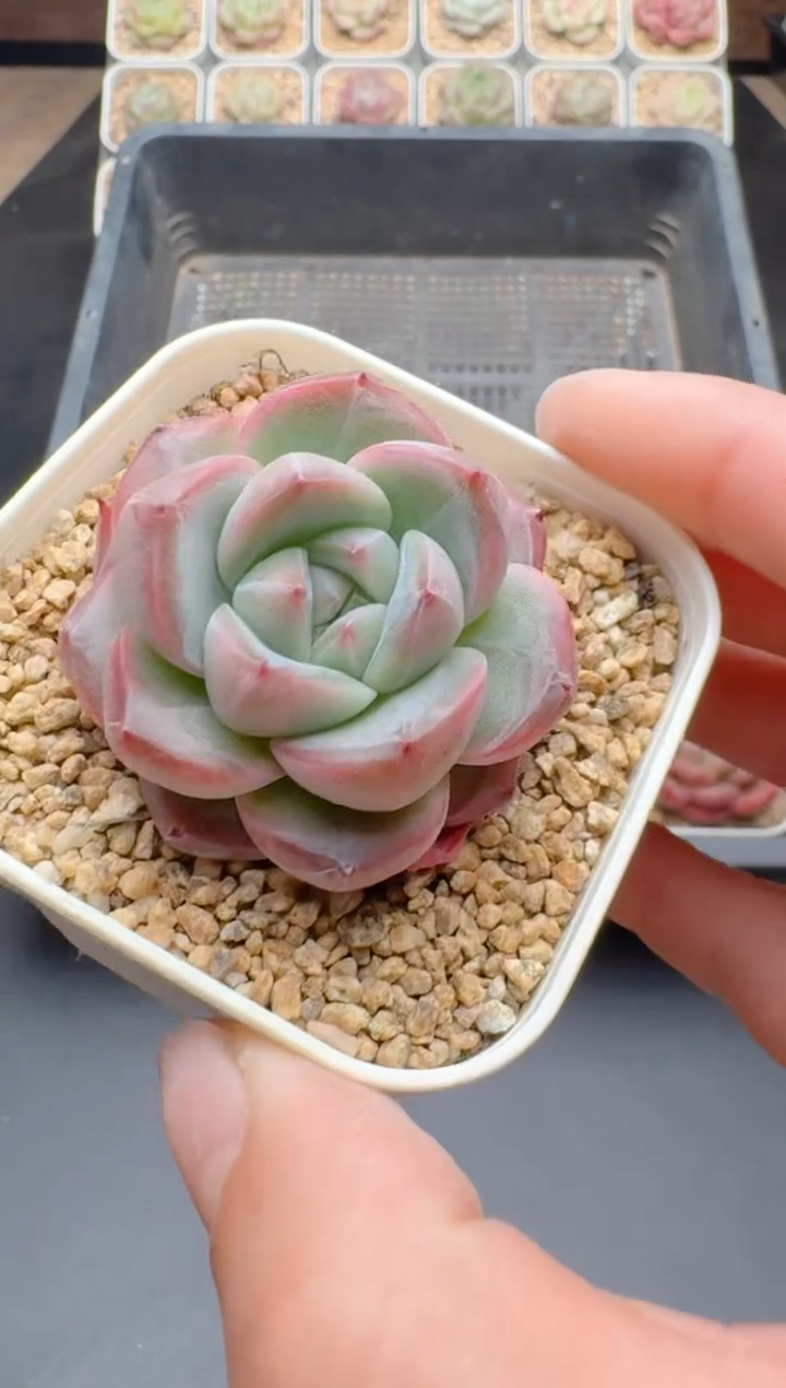 【闪购商品】116A多肉带盆土6.5杯当天拍3颗包柚