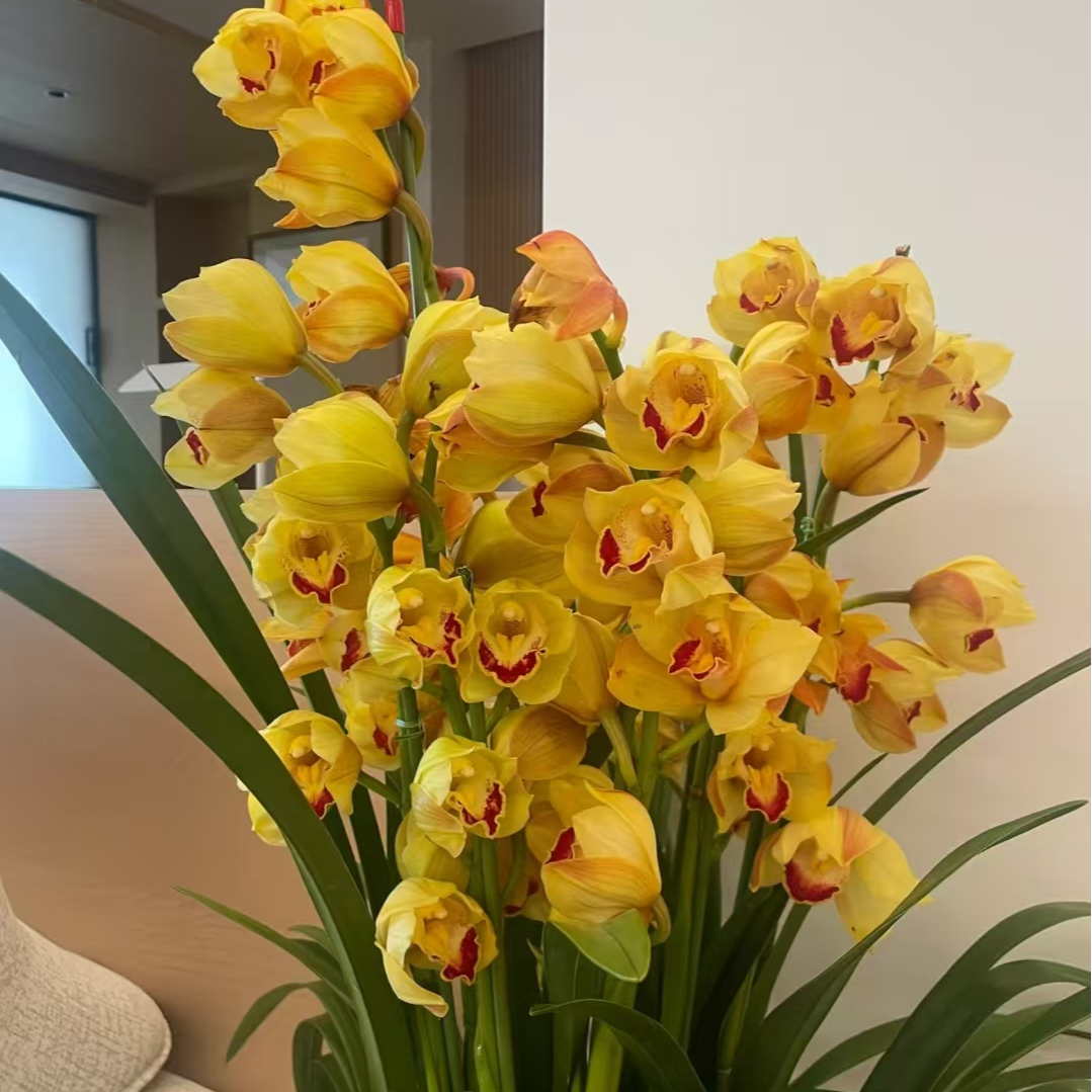  【黄金岁月】黄金岁月4花剑起落地款栽种好带花苞发货好养