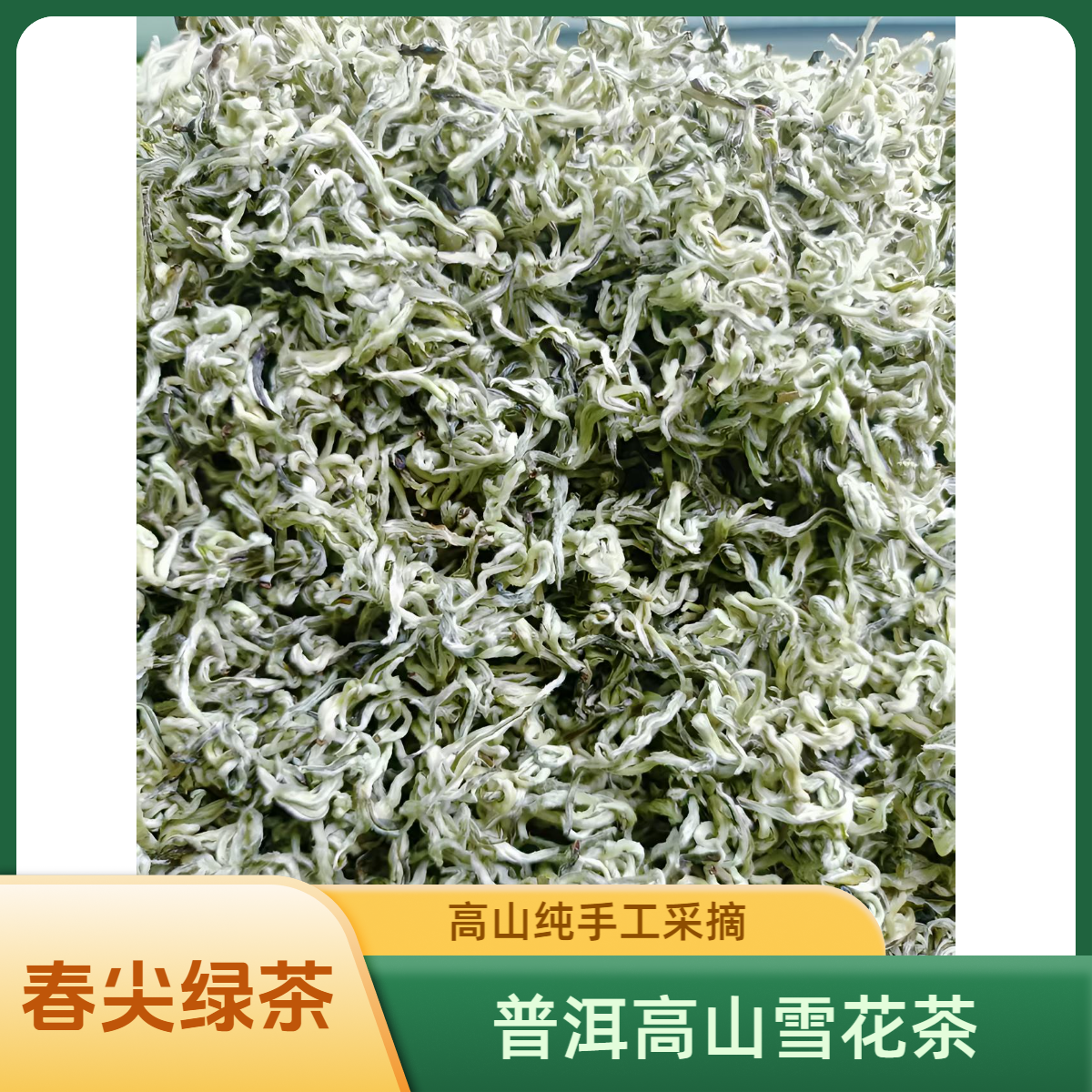 【高山雪花】2025云南普洱春尖绿茶浓香耐泡嫩芽香高回甘（煮泡均可）