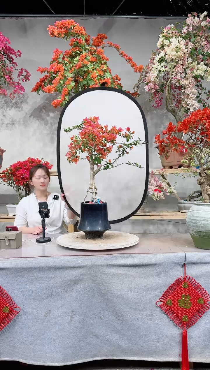 【闪购商品】盆景暗斑夕阳红