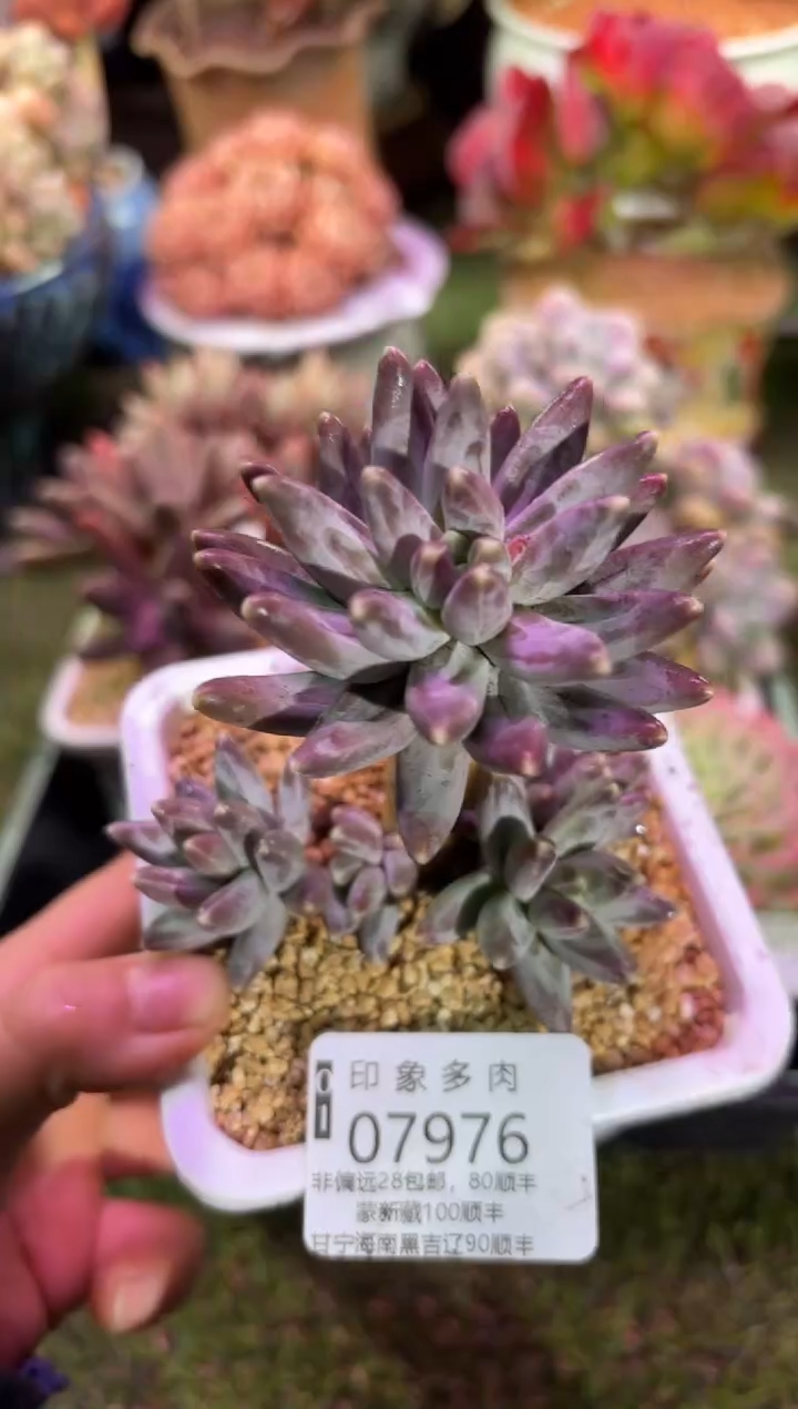 【闪购商品】07976