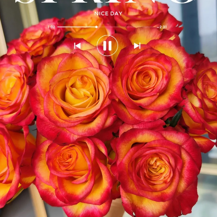 【桃之夭夭】切花月季 复色玫瑰