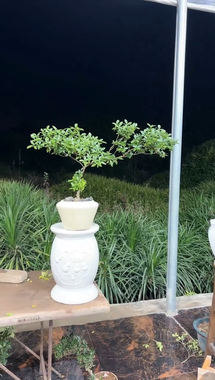 【闪购商品】盆景海岛栀子花