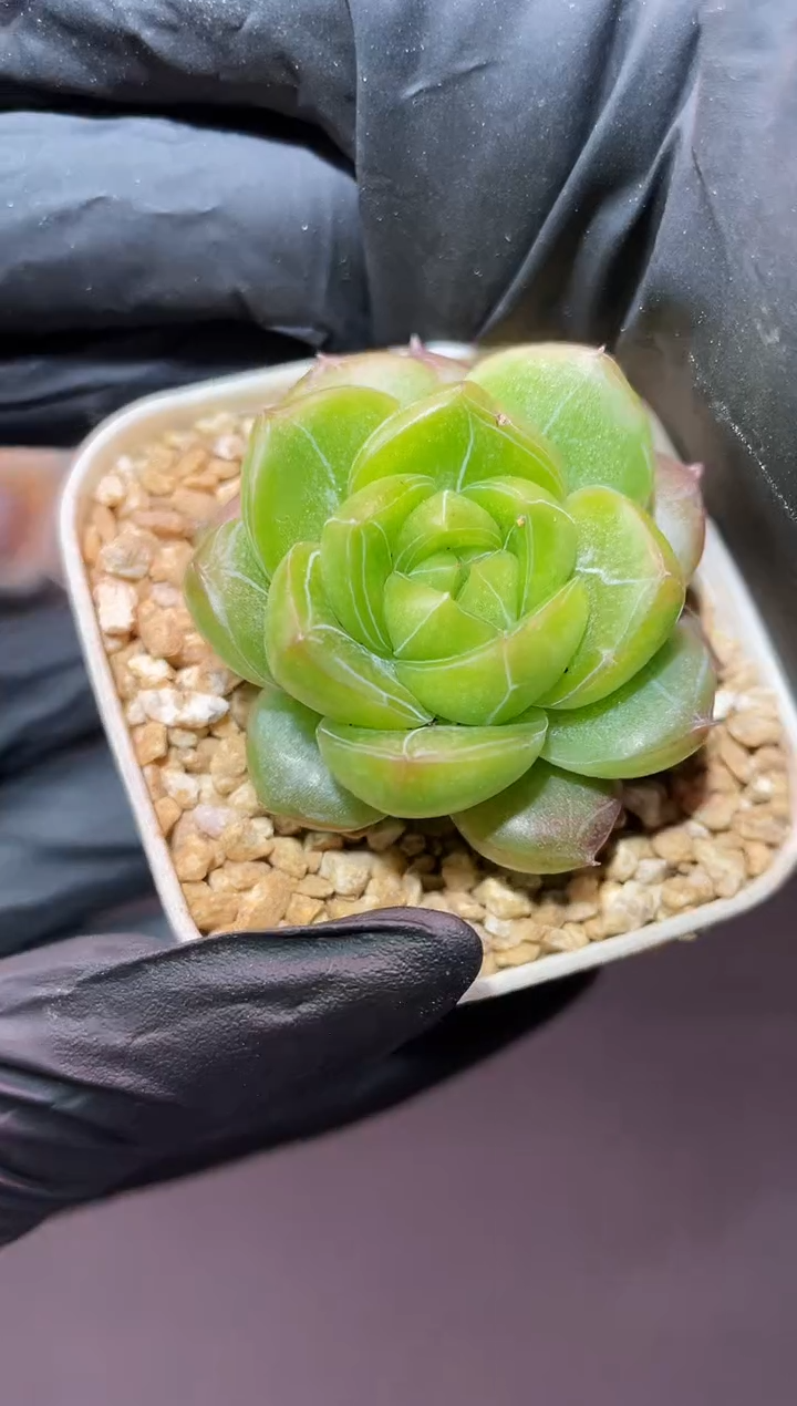 闪购539 青冰城系列多肉一颗  3.5-4厘米