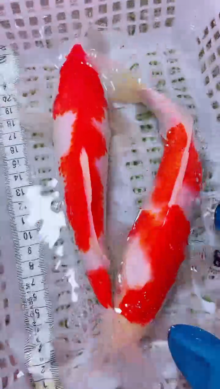 锦鲤血统锦鲤全场包邮182