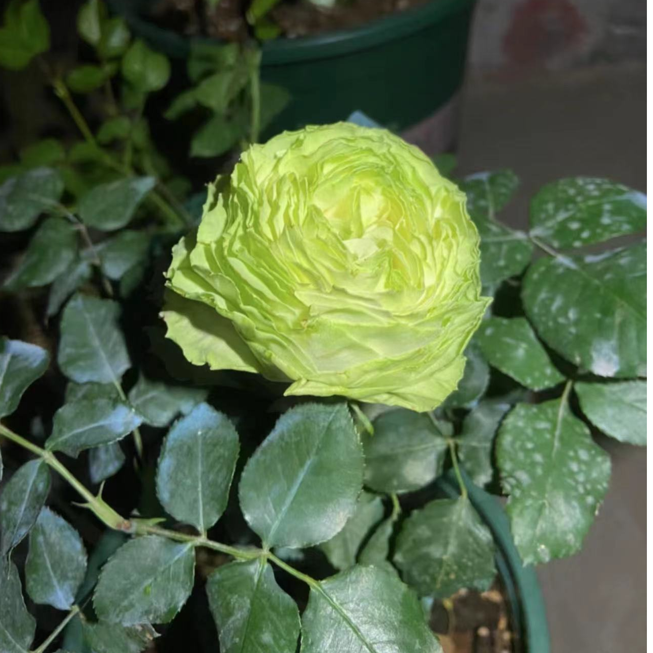 新品若菜切花月季花苗浅绿色包子花期持久勤花四季阳台庭院抗病
