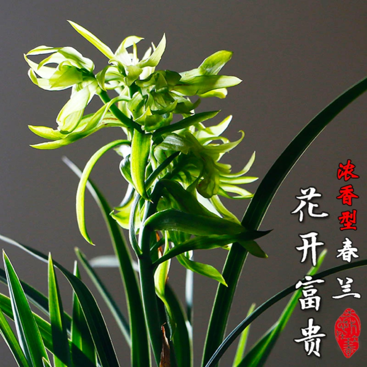 春兰【花开富贵】浓香型奇花带花苞绿植盆栽兰花盆栽兰花草