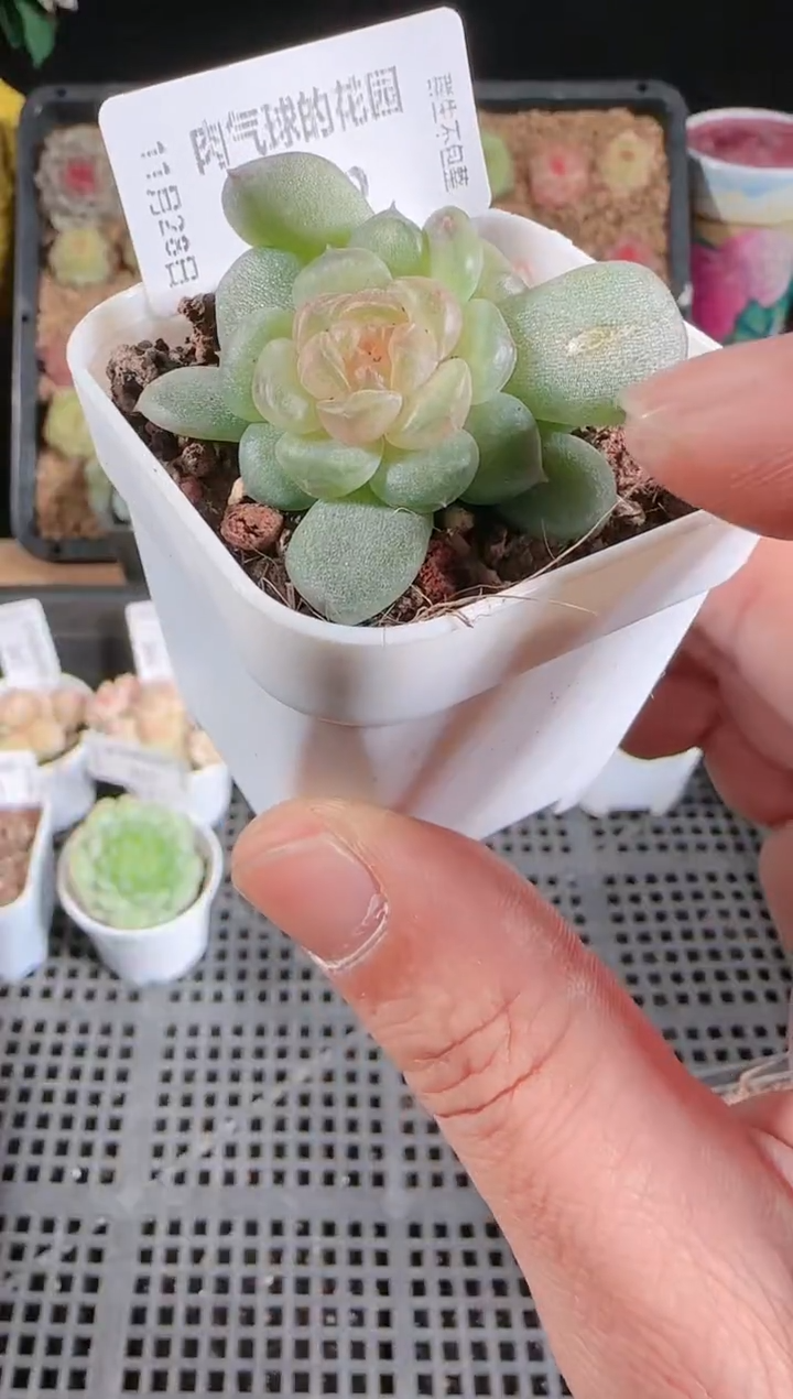 多肉1128-352流莹群生不包整