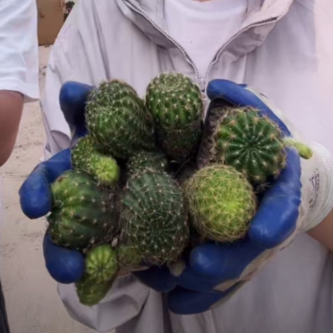 二妹园艺【 6颗 荷花牡丹属丽花  实生根 】 脱土随机发货