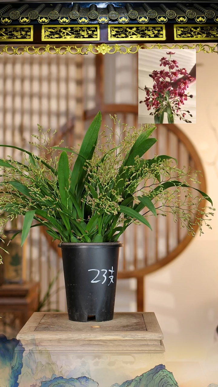 全部花苞文心兰多花大盆