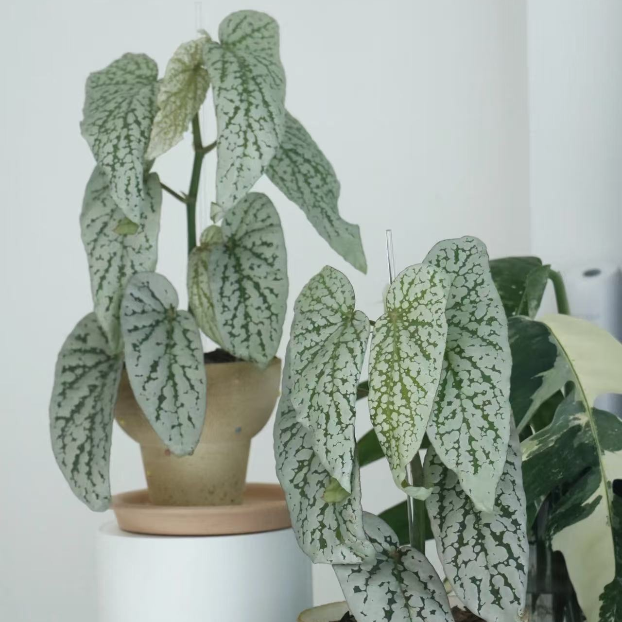 【热植馆】梨花秋海棠热带植物绿植花卉植物室内高端植物观赏
