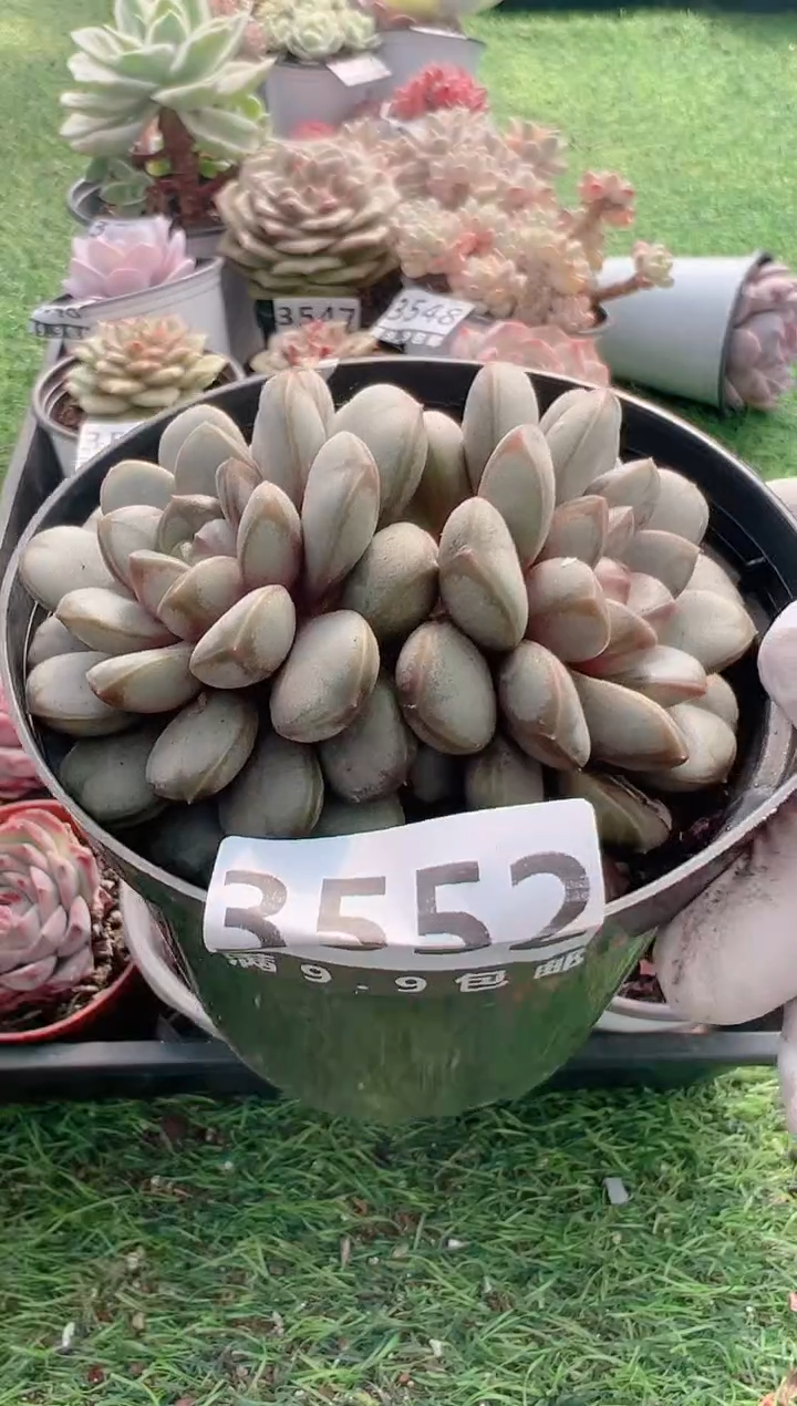 【闪购商品】信福多肉一物一拍