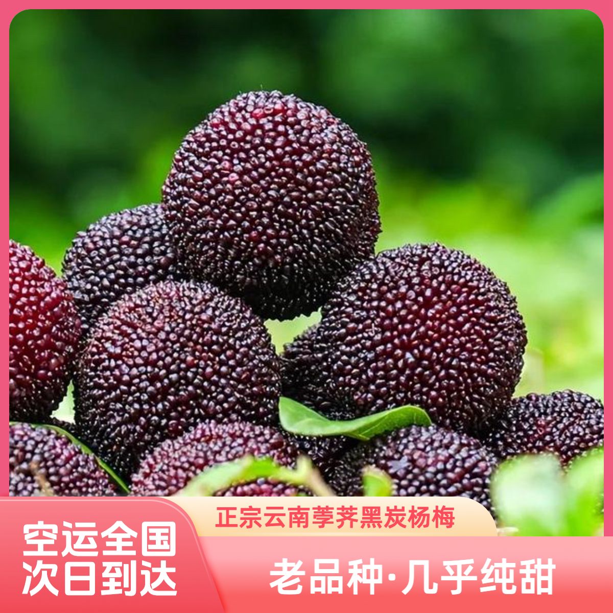 甜蜜小黑炭5-7g·云南石屏小黑炭杨梅【全国空运次日到货】荸荠新鲜杨梅现摘现发