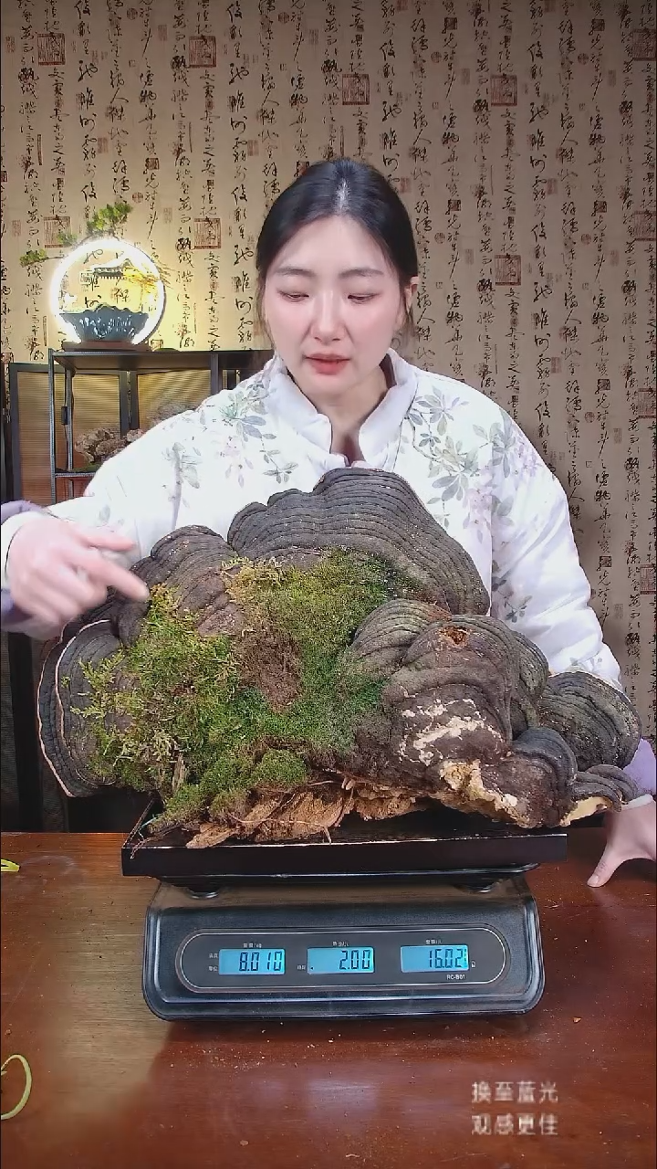 红缘拟层孔菌中国大陆【藏区野生】红缘树舌（16.03斤）170-180年份